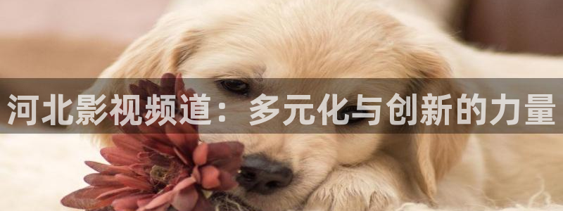 在線倫理影院：河北影視頻道：多元化與創新的力量